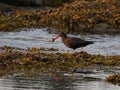 Successful Black Oystercatcher