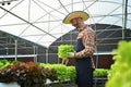 Successful caucasian man farmer is harvesting, sorting vegetable in sunny industrial organic hydroponic farm
