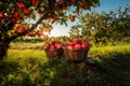 A Successful Day of Apple Picking in the Autumn. AI Generated