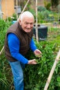 Elderly man controlling growing peas in kitchen garden