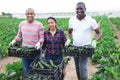 Successful farmers with boxes of zucchini during harvest