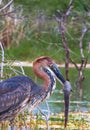 Successful fishing. Goliath heron with fish. Baringo lake, Kenya Royalty Free Stock Photo