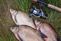 Successful fishing - pile of big freshwater bream fish and fishing rod with reel on natural background