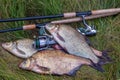 Successful fishing - pile of big freshwater bream fish and fishing rod with reel on natural background