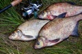 Successful fishing - pile of big freshwater bream fish and fishing rod with reel on natural background