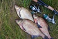 Successful fishing - pile of big freshwater bream fish and fishing rod with reel on natural background