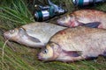 Successful fishing - pile of big freshwater bream fish and fishing rod with reel on natural background