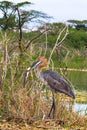 Successful fishing. Portrait of a satisfied bird. Goliath heron with fish. Baringo lake, Kenya Royalty Free Stock Photo