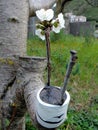 Successful graft in the branch of a cherry tree