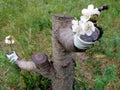 Successful graft in the branch of a cherry tree