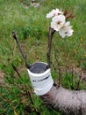 Successful graft in the branch of a cherry tree