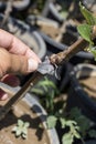 Successful grafted apple tree closeup