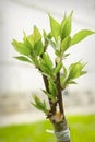 Successful grafting into a split on a plum tree. Cuttings took root