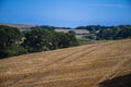 Wheat crop stubble in a farm field