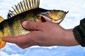 Successful ice fishing Royalty Free Stock Photo