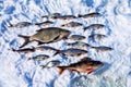 Successful ice fishing