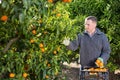 Successful male owner of citrus farm gathering harvest of ripe mandarins