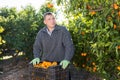 Successful male owner of citrus farm gathering harvest of ripe mandarins