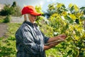 Successful senior woman farmer or winemaker checking with tablet ripe grape bunches on vines before picking during wine Royalty Free Stock Photo