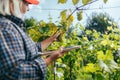 Successful senior woman farmer or winemaker checking with tablet ripe grape bunches on vines before picking during wine Royalty Free Stock Photo