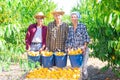 Successful team of farmers standing in garden near box of peaches