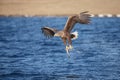 Successful white-tailed eagle