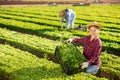 Successful young female horticulturist showing green lettuce harvest