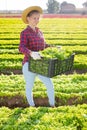 Successful young female horticulturist showing green lettuce harvest