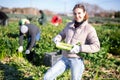 Successful young female vegetable grower harvesting celery on farm plantation