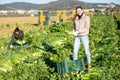 Successful young female vegetable grower harvesting celery on farm plantation