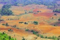 Succession or encroachment of tree into a clearing