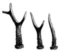 Successive forms taken by the antlers of a stag, vintage engraving