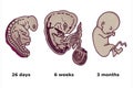 Successive stages of human embryonic development Royalty Free Stock Photo