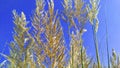 Succharum spontaneum wild sugarcane grass stock photo