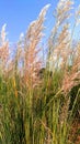 Succharum spontaneum wild sugarcane kans grass close up