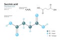 Succinic Acid. Food Additive E363. Structural Chemical Formula and Molecule 3d Model. C4H6O4. Atoms with Color Coding. Vector