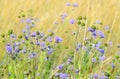 Succisa pratensis flowers on meadow