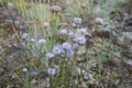 Succisa pratensis Moench is a flowering plant in the honeysuckle family Caprifoliaceae. Royalty Free Stock Photo