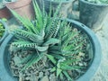 A succuent cactus variety in nursery name havertia