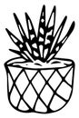 Succuent named zebra, plant in pot, aloe, drawn with ink Royalty Free Stock Photo