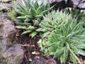 Succulant haworthia faciata Royalty Free Stock Photo