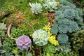 Succulant Plant Blooming and Growing near Spruce Tree and Green Grass