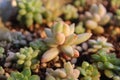 succulant plants Royalty Free Stock Photo