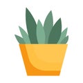 Succulen in a pot. Isolated succulent plants on a white background. Home plant for the interior. Floral element in flat