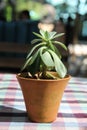 Succulence plant in flower pot. Royalty Free Stock Photo