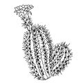 Hand drawn black and white vector of succulent plant isolated on white background