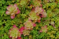 Succulent Aeonium Haworthii growing among Oxalis Royalty Free Stock Photo