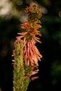 Succulent aloe ferox