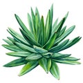 succulent, aloe watercolor illustration, botanical painting