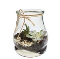 Succulent arrangement in a glass bottle terrarium, vase isolated on white. garden inside mason jar Royalty Free Stock Photo